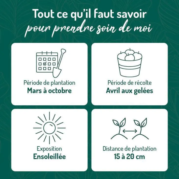 Basilic Grand Vert Bio. Le pot de 2,5 litres