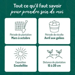 Basilic Marseillais Bio. Le pot de 1 litre
