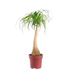 Beaucarnea pot Ø26xH110 cm