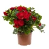 Bégonia élatior. Le pot de Ø 17 cm