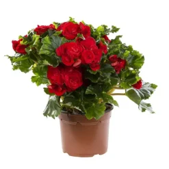 Bégonia élatior. Le pot de Ø 17 cm