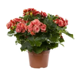 Bégonia élatior. Le pot de Ø 17 cm