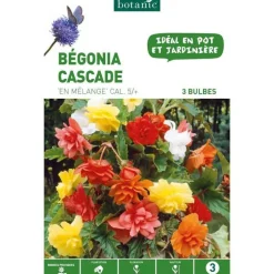 Bégonia Pendula en mélange botanic® - 3 bulbes