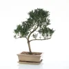 Bonsaï rempoté varié botanic® mix taille 5