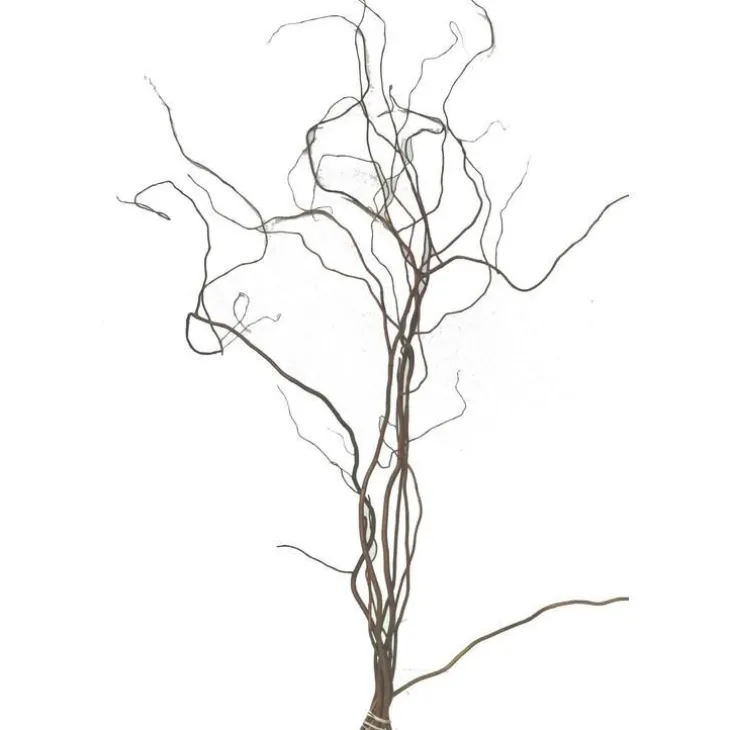 Botte de Salix Tortusa 5 branches - 100/120 cm