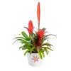 Bromelaciée en coupe Ø 16 cm