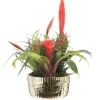 Bromélia coupe cécina - Ø 18 cm