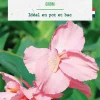 Bulbe de fleurs Canna Gnom botanic® - 1 bulbe