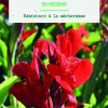 Bulbe de fleurs Canna Indica The President botanic® - 1 bulbe
