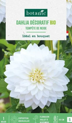 Bulbe de fleurs Dahlia décoratif Tempête de neige bio botanic® - 1 bulbe