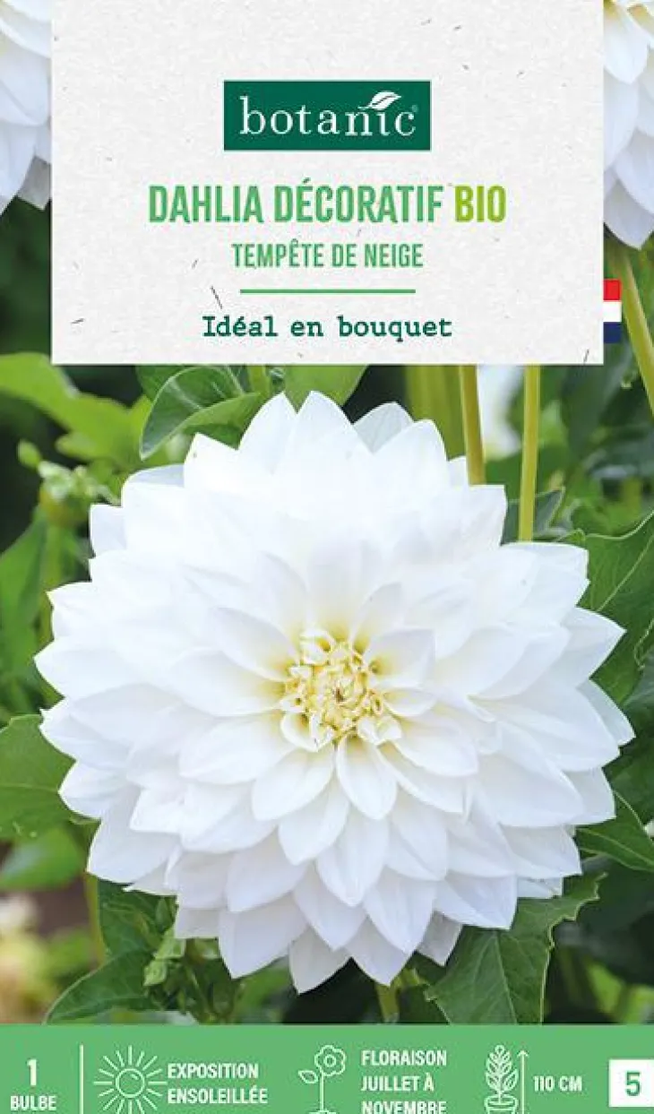 Bulbe de fleurs Dahlia décoratif Tempête de neige bio botanic® - 1 bulbe
