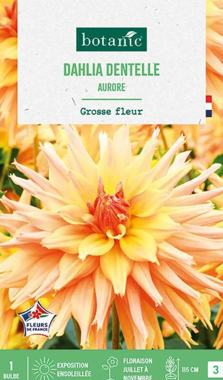 Bulbe de fleurs Dalhia cactus Aurore botanic® - 1 bulbe