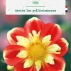 Bulbe de fleurs Dalhia collerette Pooh botanic® - 1 bulbe