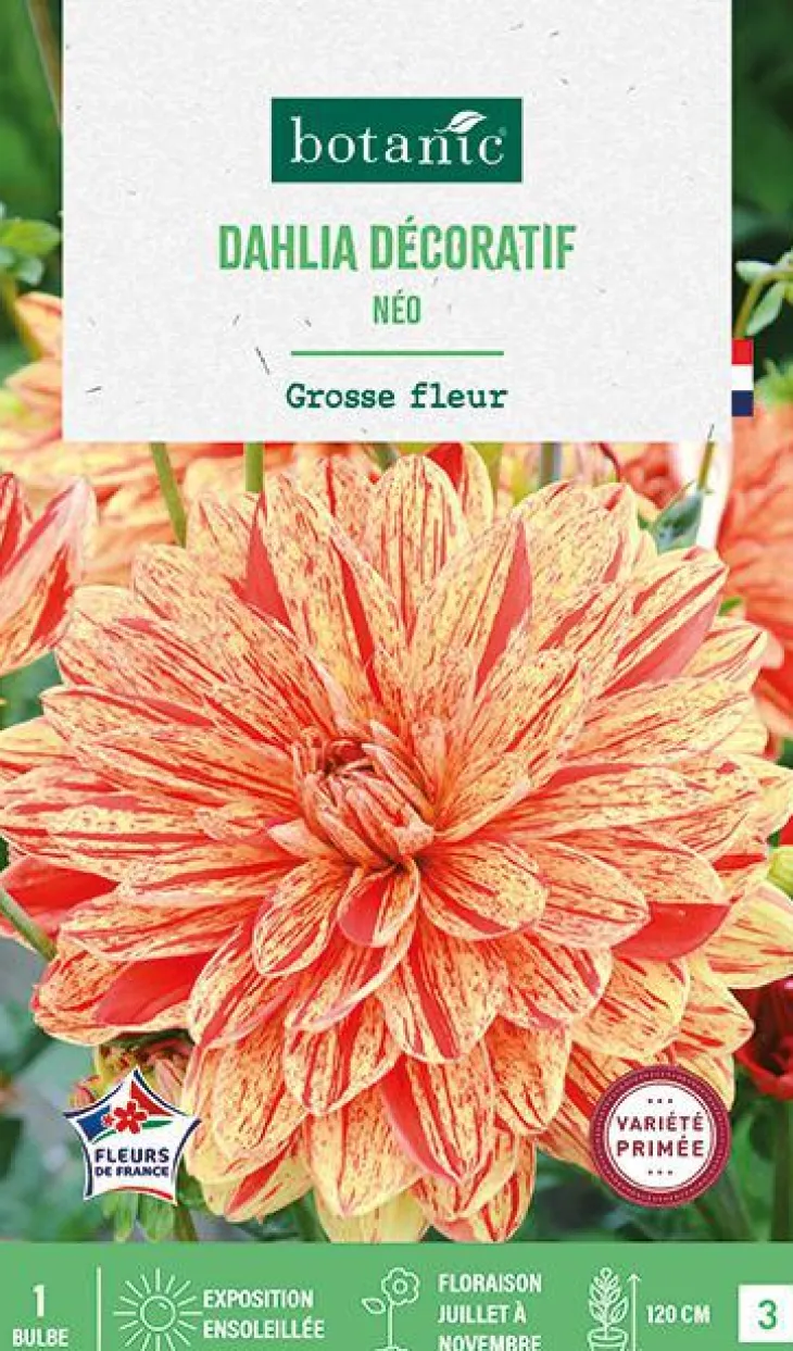 Bulbe de fleurs Dalhia décoratif Neo botanic® - 1 bulbe