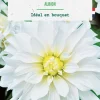 Bulbe de fleurs Dalhia décoratif Albion botanic® - 1 bulbe