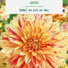 Bulbe de fleurs Dalhia décoratif nain Janeiro botanic® - 1 bulbe