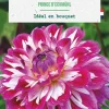 Bulbe de fleurs Dalhia décoratif Prince d’Eckmuhl botanic® - 1 bulbe