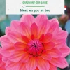 Bulbe de fleurs Dalhia nain double Chaumont sur Loire botanic® - 1 bulbe