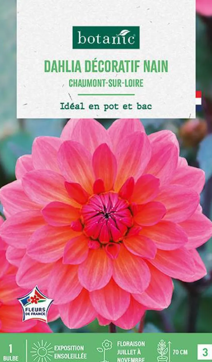 Bulbe de fleurs Dalhia nain double Chaumont sur Loire botanic® - 1 bulbe