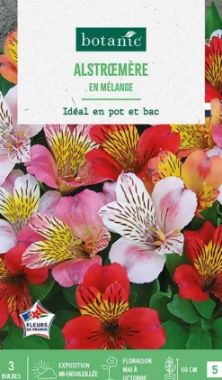 Bulbes de fleurs Alstroemere en mélange botanic® - 3 bulbes