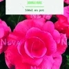 Bulbes de fleurs Bégonia double rose botanic® - 3 bulbes