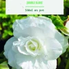 Bulbes de fleurs Bégonia double blanc botanic® - 3 bulbes