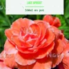 Bulbes de fleurs Bégonia Picotée Lace Apricot botanic® - 3 bulbes