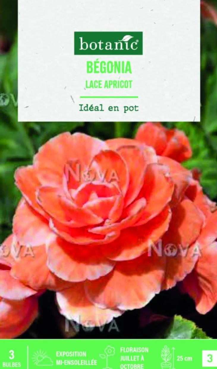 Bulbes de fleurs Bégonia Picotée Lace Apricot botanic® - 3 bulbes