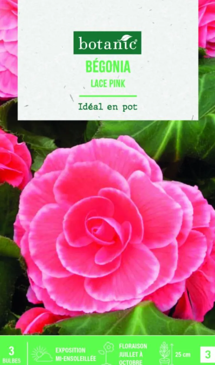 Bulbes de fleurs Bégonia Picotée Lace rose botanic® - 3 bulbes