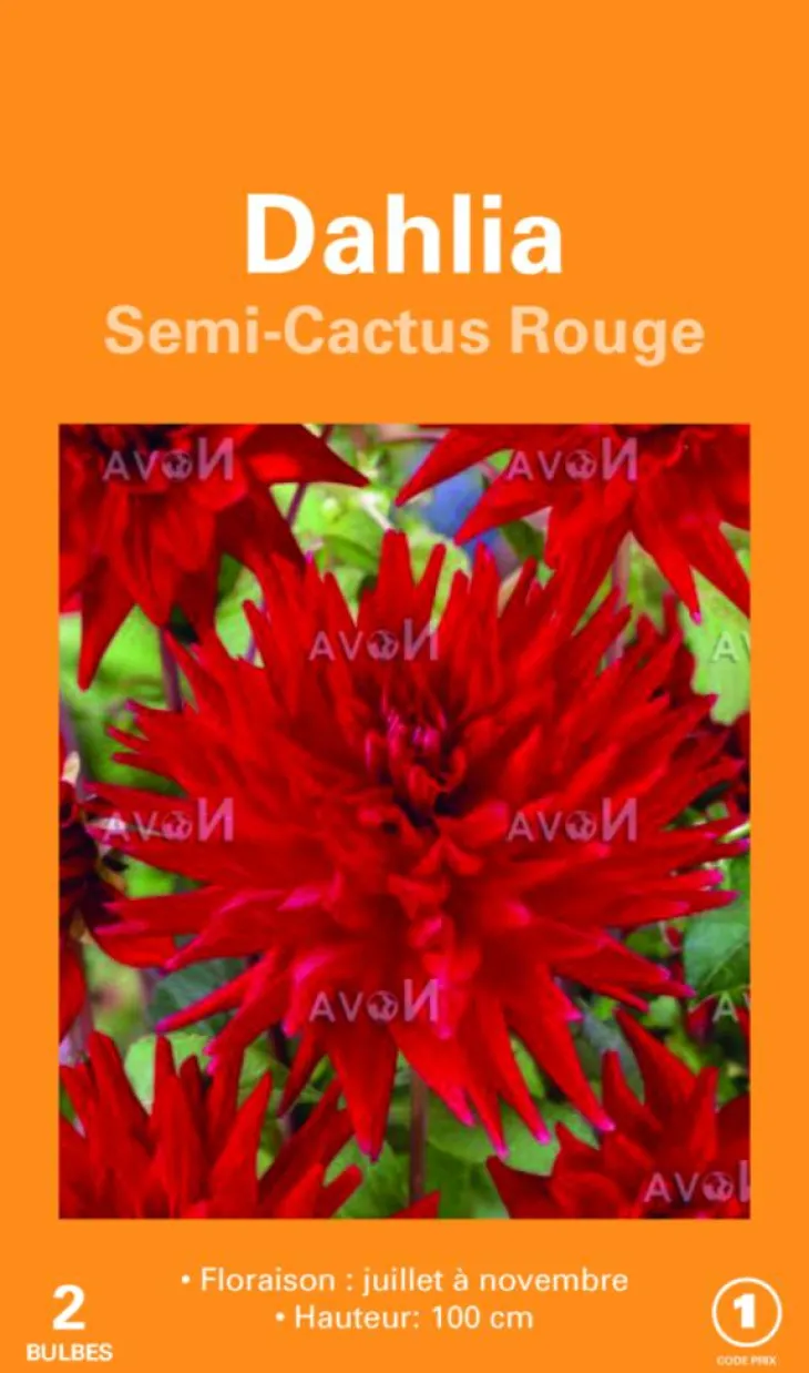Bulbes de fleurs Dahlia Cactus rouge botanic® – 2 bulbes