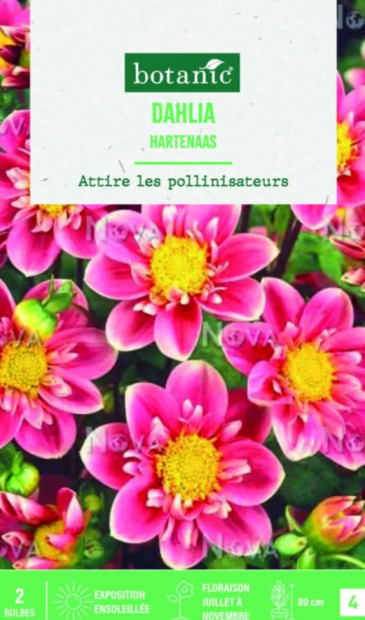 Bulbes de fleurs Dahlia collerette Hartenaas botanic® - 2 bulbes