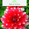 Bulbes de fleurs Dahlia décoratif Nagano botanic® - 2 bulbes