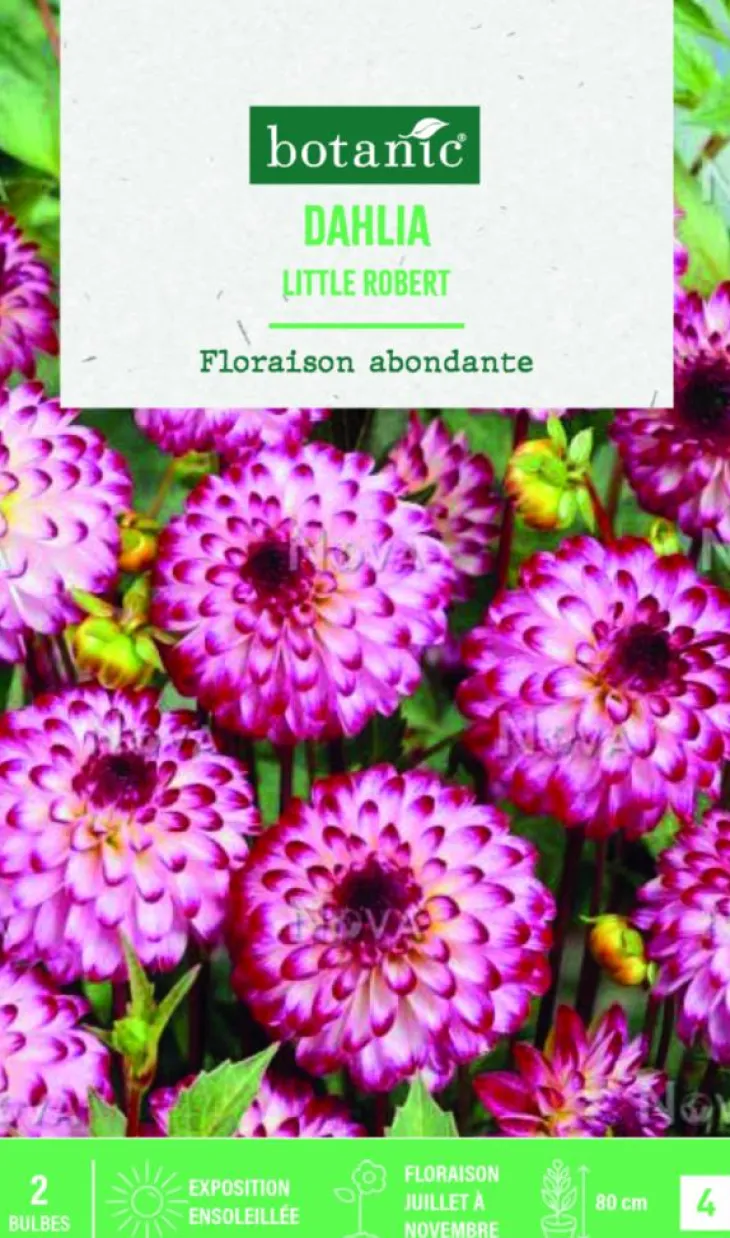 Bulbes de fleurs Dahlia Pompon Little Robert botanic® - 2 bulbes