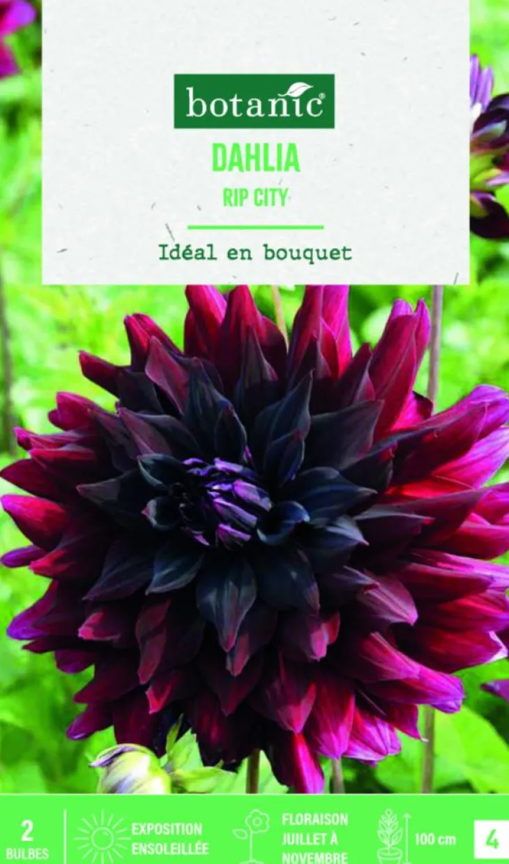 Bulbes de fleurs Dahlia semi-cactus rip City botanic® - 2 bulbes