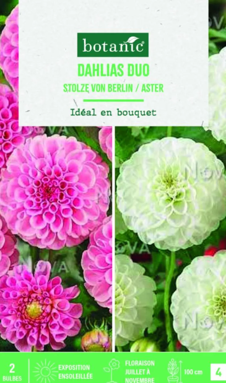 Bulbes de fleurs duo de Dahlias pompon Stolze Berlin / White Aster botanic® - 2 bulbes