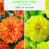 Bulbes de fleurs duo de Dahlias décoratifs Noordwijk / Sunlady botanic® - 2 bulbes