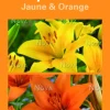 Bulbes de fleurs Duo de Lys asiatique jaune et orange botanic® – 2 bulbes