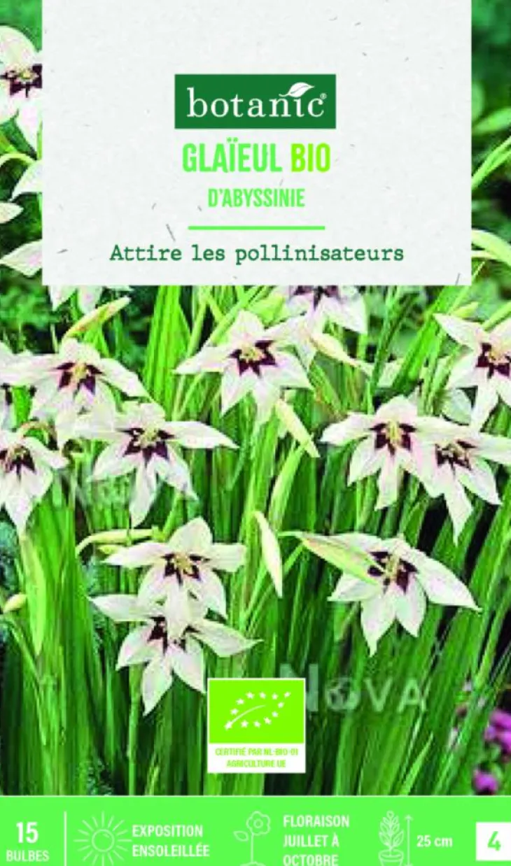Bulbes de fleurs Glaïeul d’Abyssinie bio botanic® - 15 bulbes