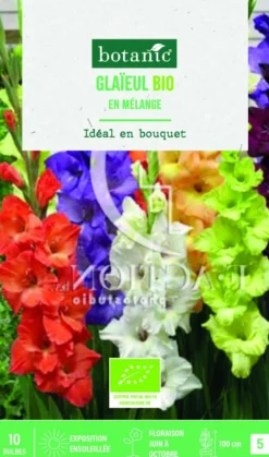 Bulbes de fleurs Glaïeul grandes fleurs en mélange bio botanic® - 10 bulbes