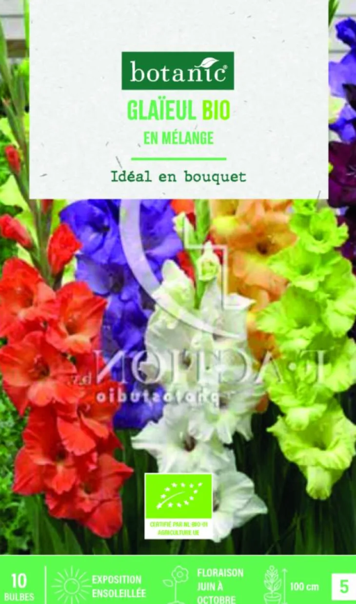 Bulbes de fleurs Glaïeul grandes fleurs en mélange bio botanic® - 10 bulbes