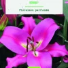 Bulbes de fleurs Lys oriental Robina bio botanic® - 2 bulbes