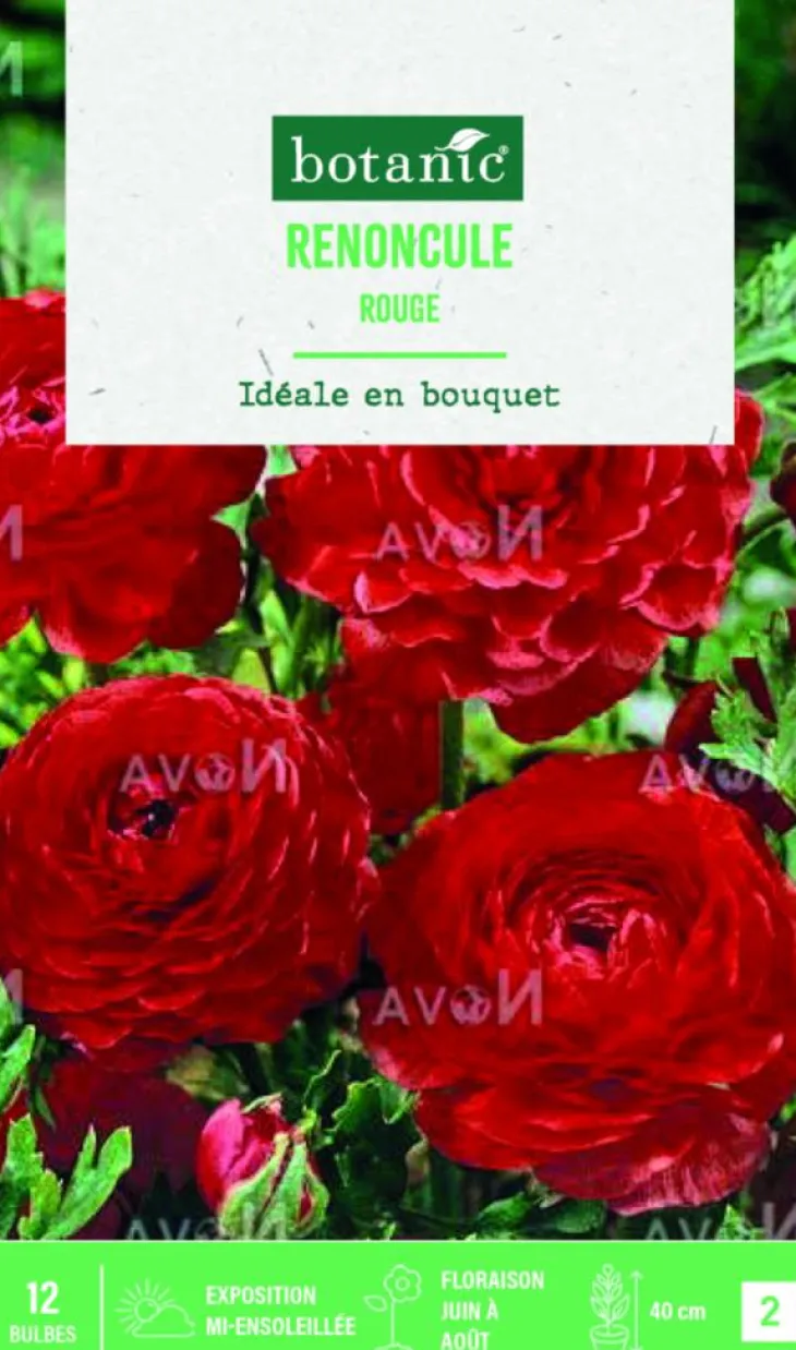 Bulbes de fleurs Renoncule asiatique rouge botanic® – 12 bulbes