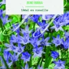 Bulbes de fleurs Triteleia Reine Fabiola botanic® – 25 bulbes