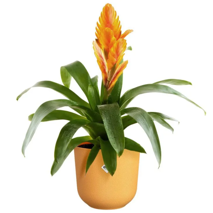 Cache-pot coloris jaune Jazz Elho - Ø 19 cm