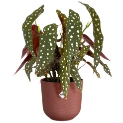 Cache-pot coloris rouge Jazz Elho - Ø 19 cm