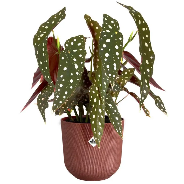 Cache-pot coloris rouge Jazz Elho - Ø 19 cm