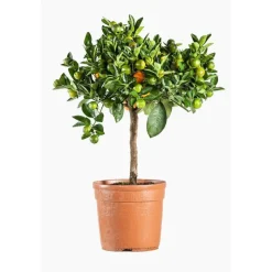 Calamondin. Le pot de 5 litres