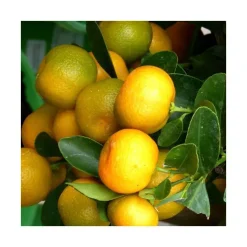 Calamondin. Le pot de 5 litres