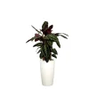 Calathea warscewiczii et son pot Rondo premium Ø 32 blanc