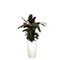 Calathea warscewiczii et son pot Rondo premium Ø 32 blanc